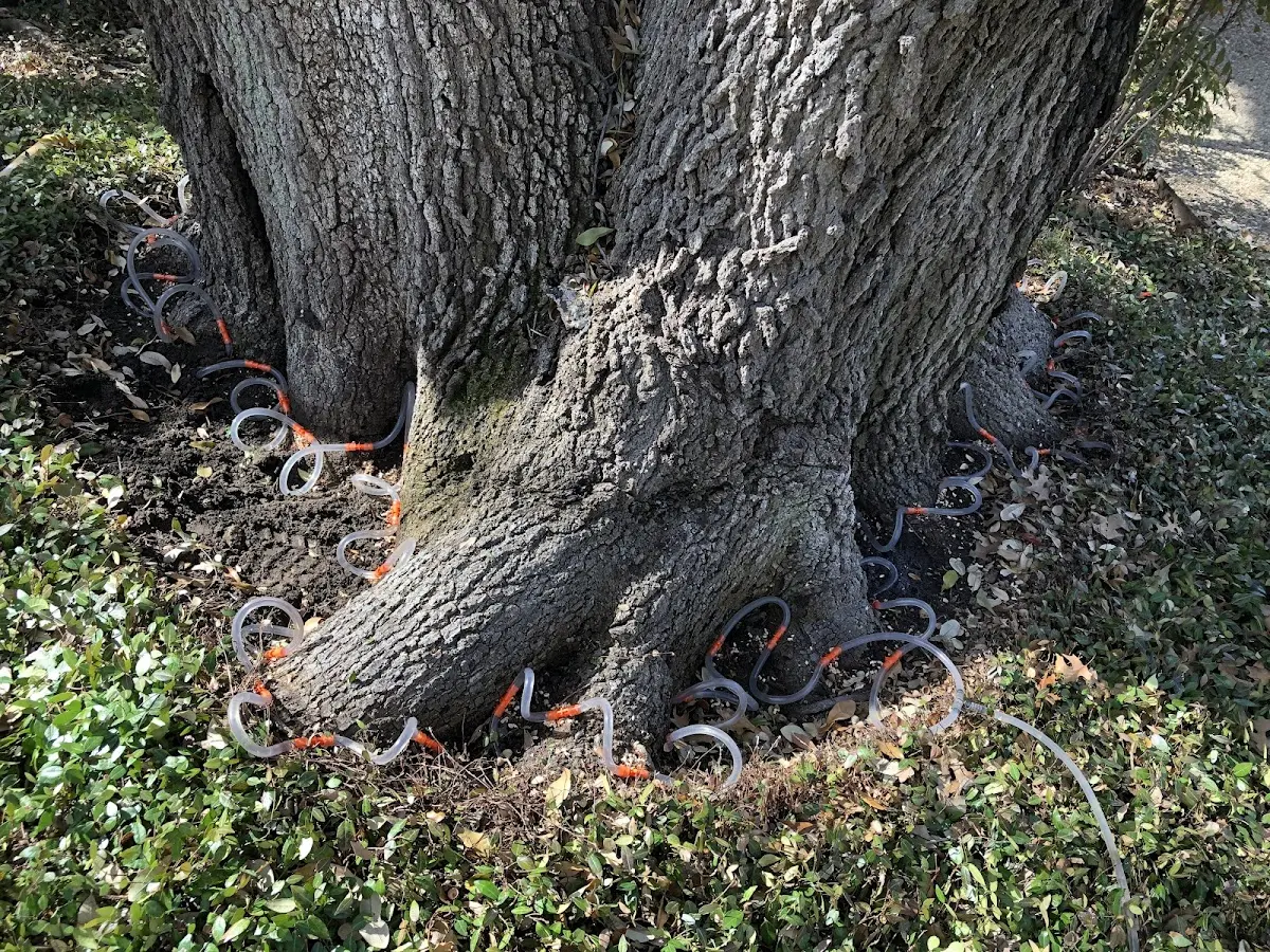 Detailed Tree Cabling and Bracing job site in Bally