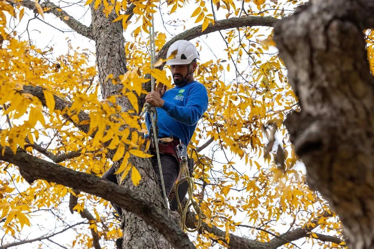 Skilled Tree Transplanting crew working in Bally