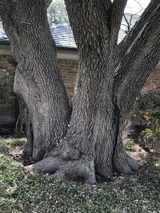 Mature heritage tree close to a Bally property cared for by certified arborists